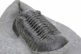 Morocconites Trilobite Fossil - Ofaten, Morocco #240488-5